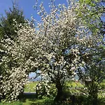 Im Forsthaus Wunderbar Ruhige In Am Wolfgangsee Im Forsthaus 스트로블