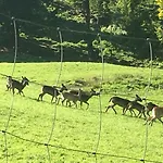 Appartements Im Forsthaus Wunderbar Ruhige Ferienwohnungen In Strobl Am Wolfgangsee Im Forsthaus