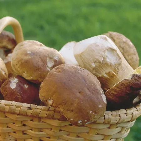 Apartmán Im Forsthaus