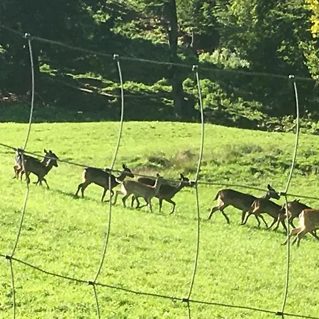 Im Forsthaus Wunderbar Ruhige In Am Wolfgangsee Im Forsthaus